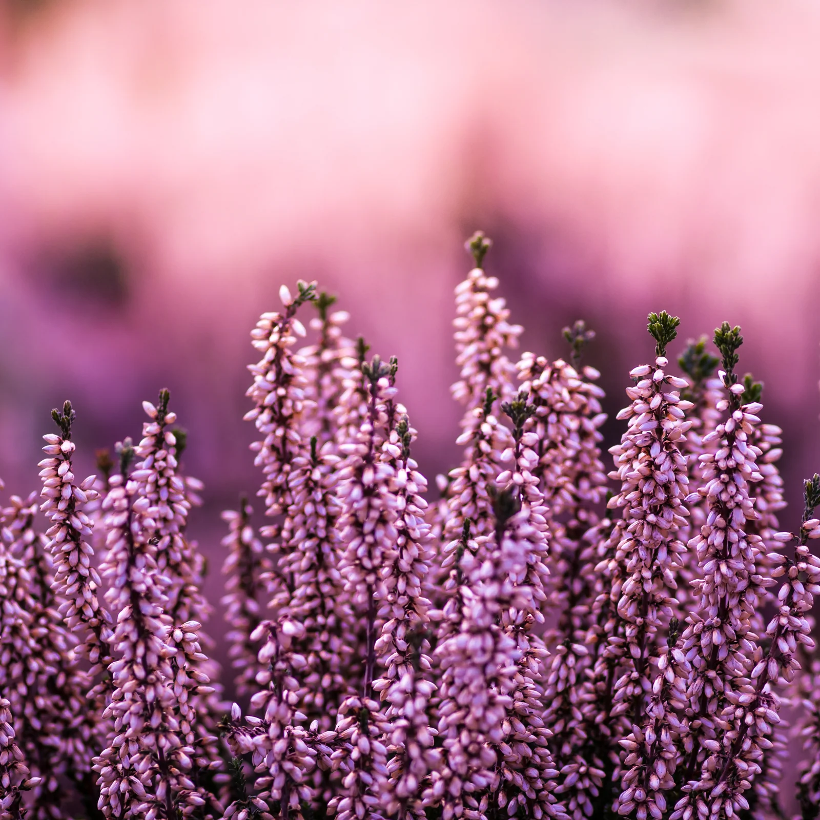 Erikablüten ganz Bio (250g) - Image 3